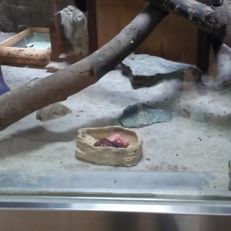 A photograph of a Pallas's cat in Ueno Zoological Gardens