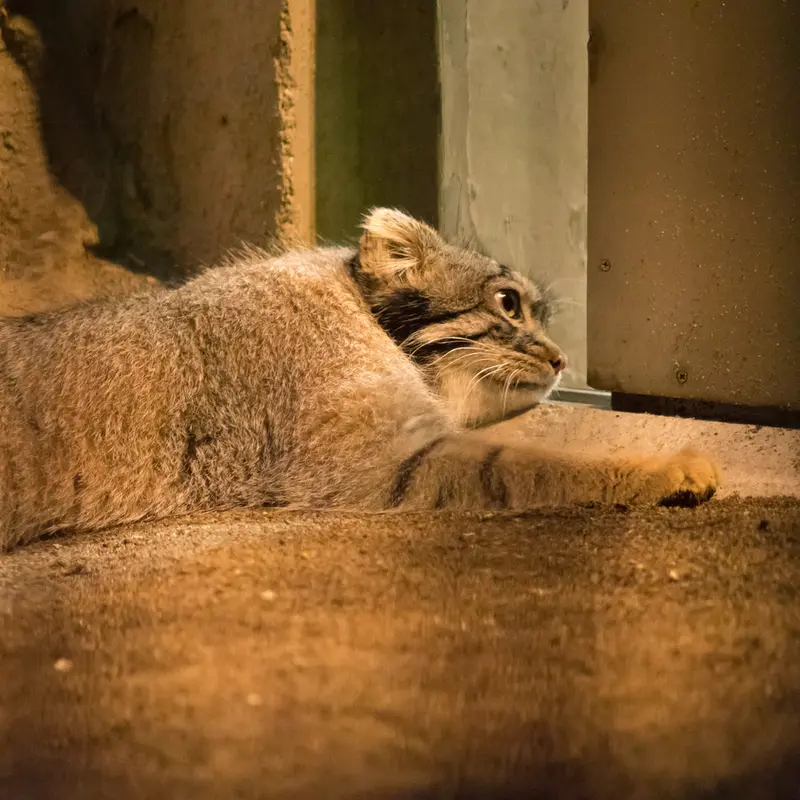 A photograph of Figa in Nogeyama Zoo