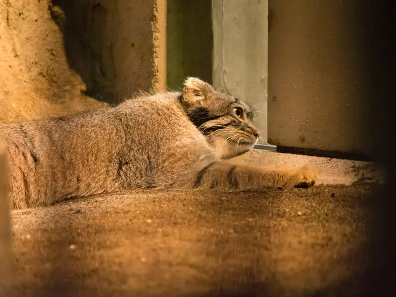 A photograph of Figa in Nogeyama Zoo