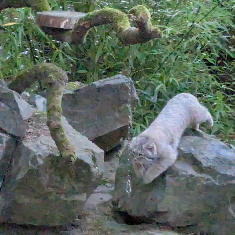 A photograph of Altai in Tregomeur Zoo