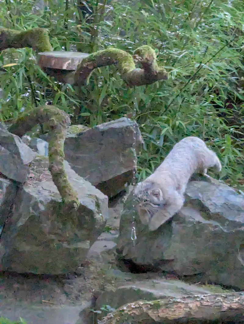 A photograph of Altai in Tregomeur Zoo