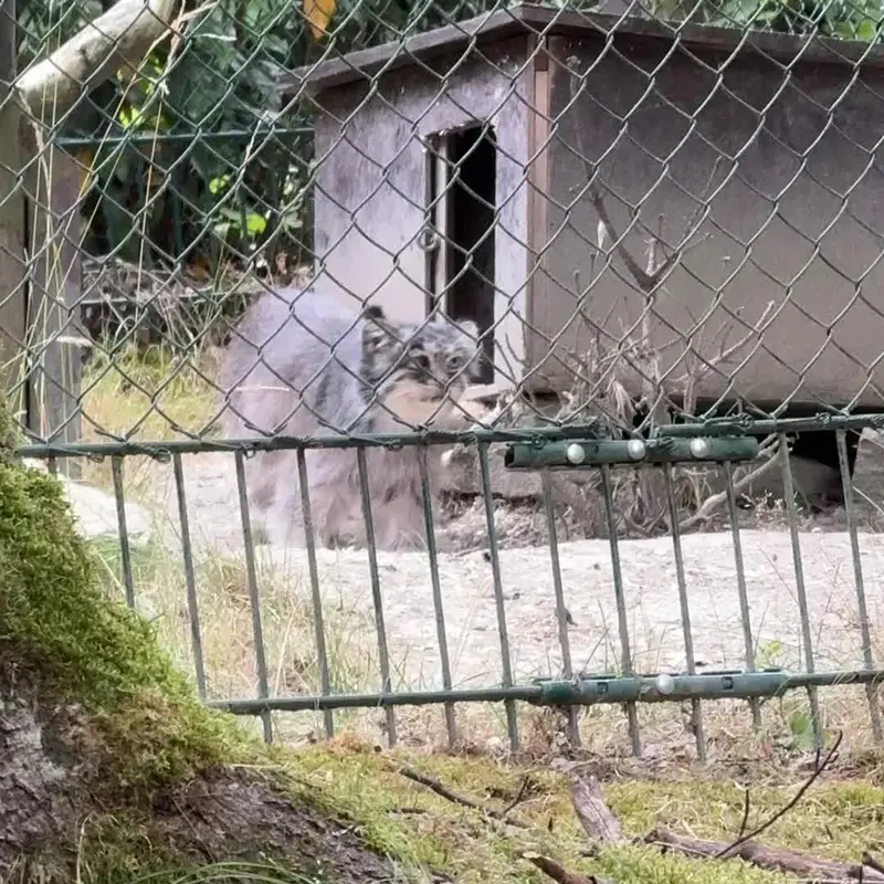 A photograph of a Pallas's cat in Opel Zoo