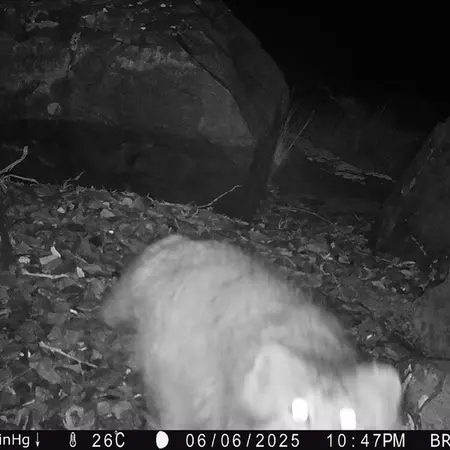 A photograph of Otocolobus manul manul from Kiikbai camera trap