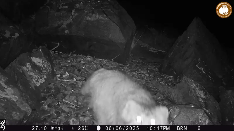 A photograph of Otocolobus manul manul from Kiikbai camera trap