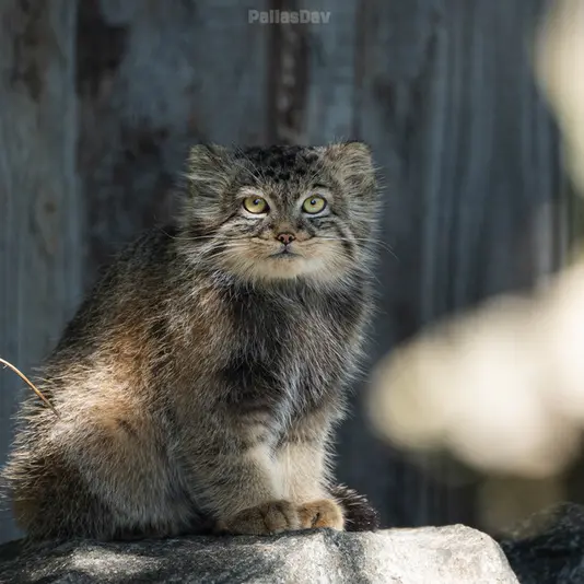 A photograph of Daughter of Charu b. 2025 in Tierpark Berlin