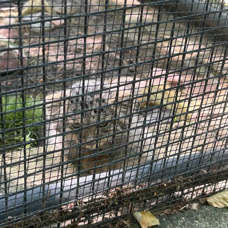 A photograph of Kitten of Ariunaa b.2026 Ⅰ, Kitten of Ariunaa b.2026 Ⅱ, Kitten of Ariunaa b.2026 Ⅲ, Kitten of Ariunaa b.2026 Ⅳ, Kitten of Ariunaa b.2026 Ⅴ, and Kitten of Ariunaa b.2026 Ⅵ in Brno Zoo