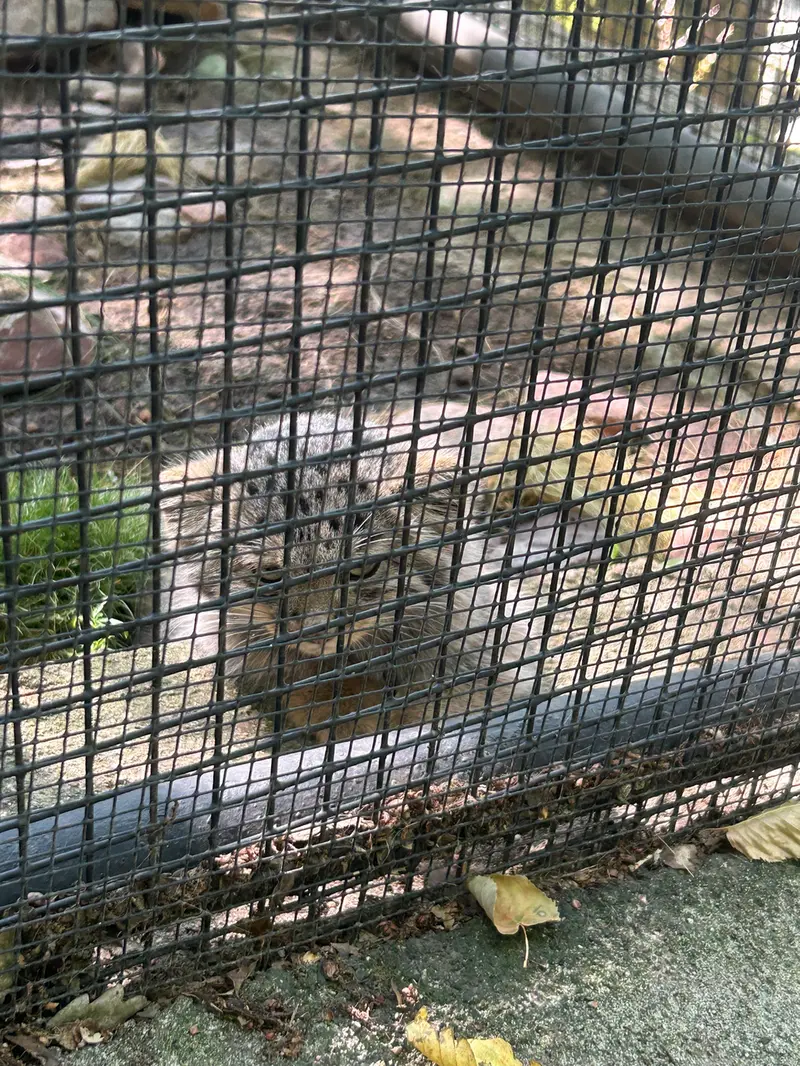 A photograph of Kitten of Ariunaa b.2026 Ⅰ, Kitten of Ariunaa b.2026 Ⅱ, Kitten of Ariunaa b.2026 Ⅲ, Kitten of Ariunaa b.2026 Ⅳ, Kitten of Ariunaa b.2026 Ⅴ, and Kitten of Ariunaa b.2026 Ⅵ in Brno Zoo
