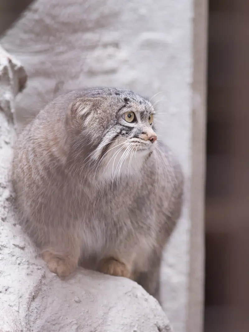 A photograph of Figa in Nogeyama Zoo