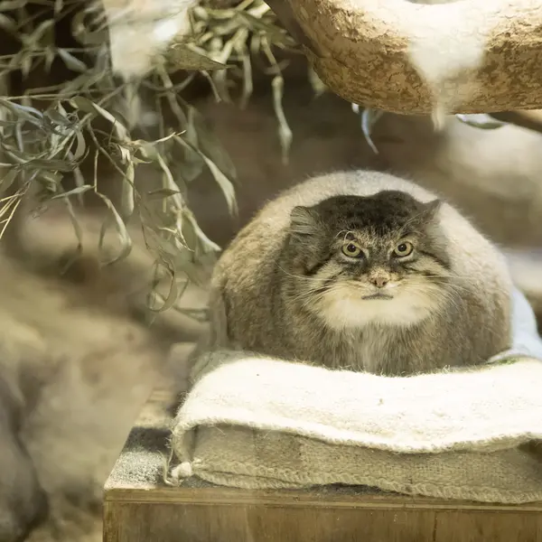 A photograph of Primula in Ueno Zoological Gardens