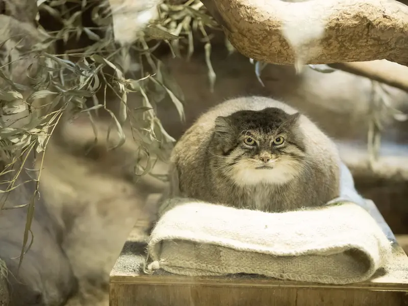 A photograph of Primula in Ueno Zoological Gardens