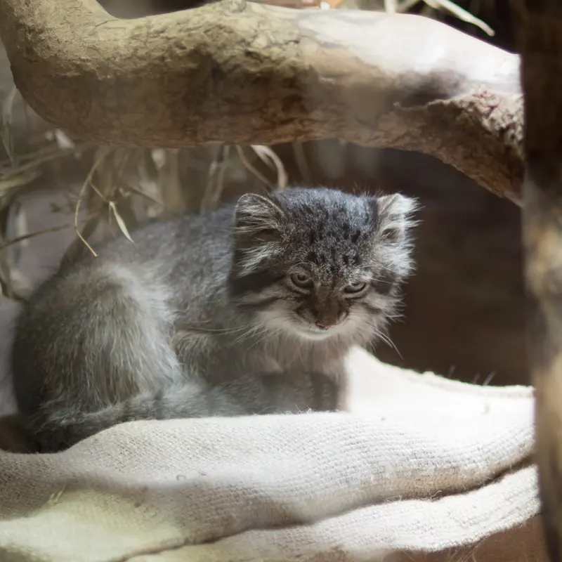 A photograph of Klyon in Ueno Zoological Gardens