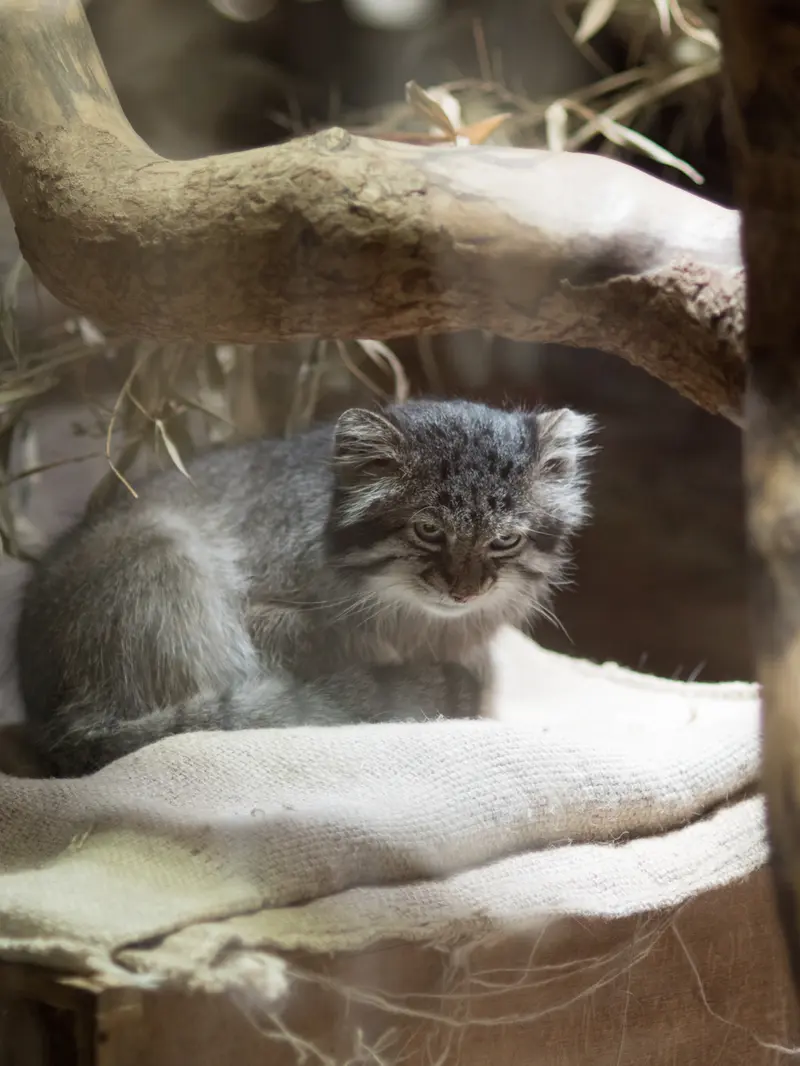 A photograph of Klyon in Ueno Zoological Gardens