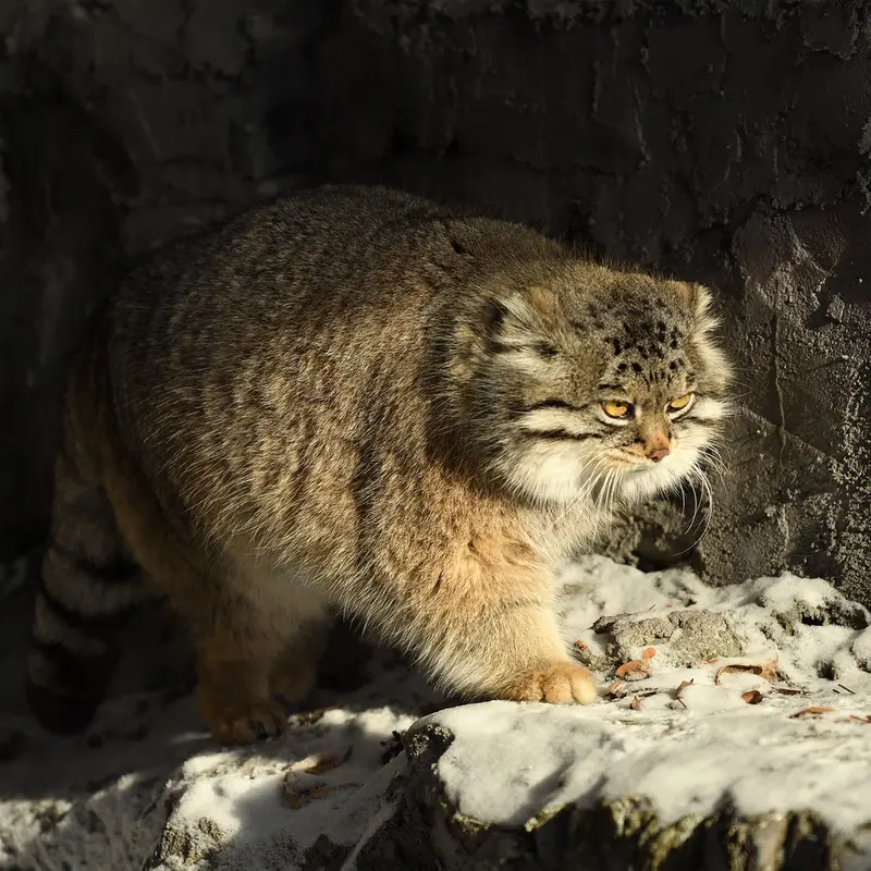 A photograph of Grusha in Asahiyama Zoo
