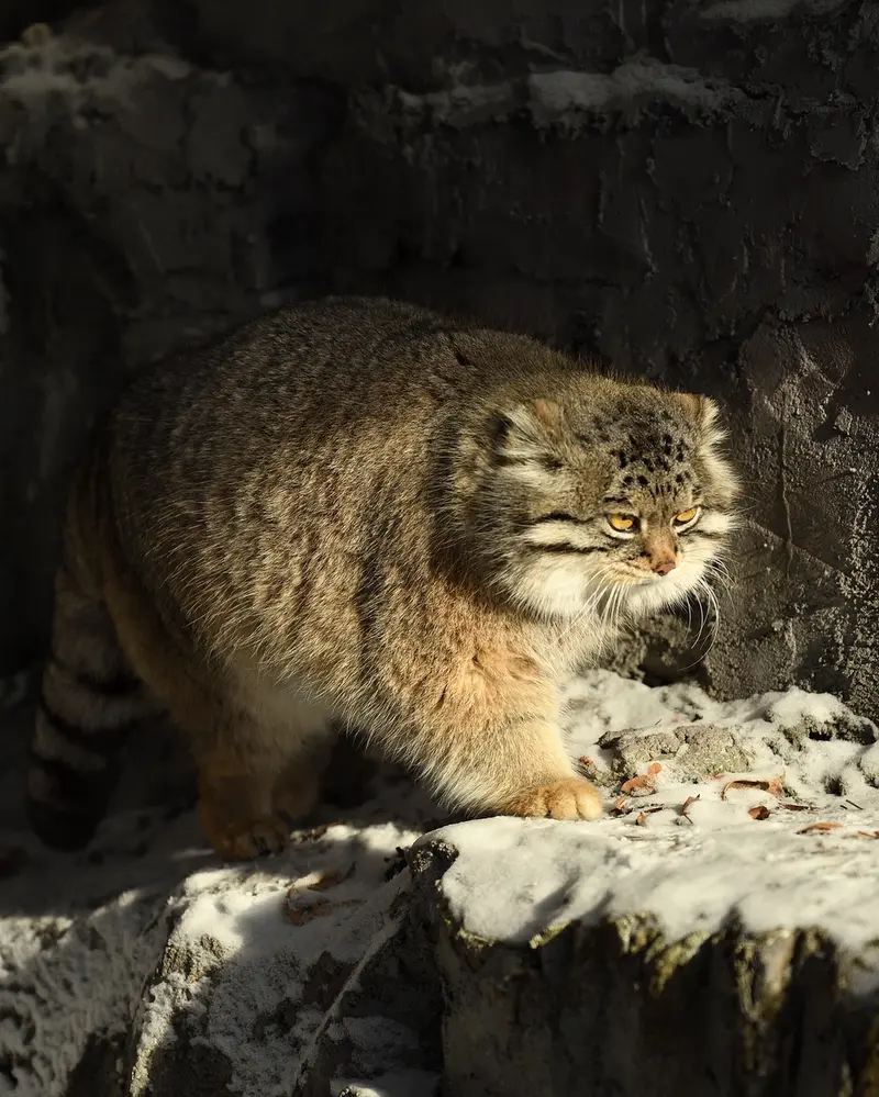 A photograph of Grusha in Asahiyama Zoo
