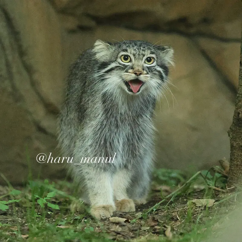 A photograph of Abrikos in Nasu Animal Kingdom