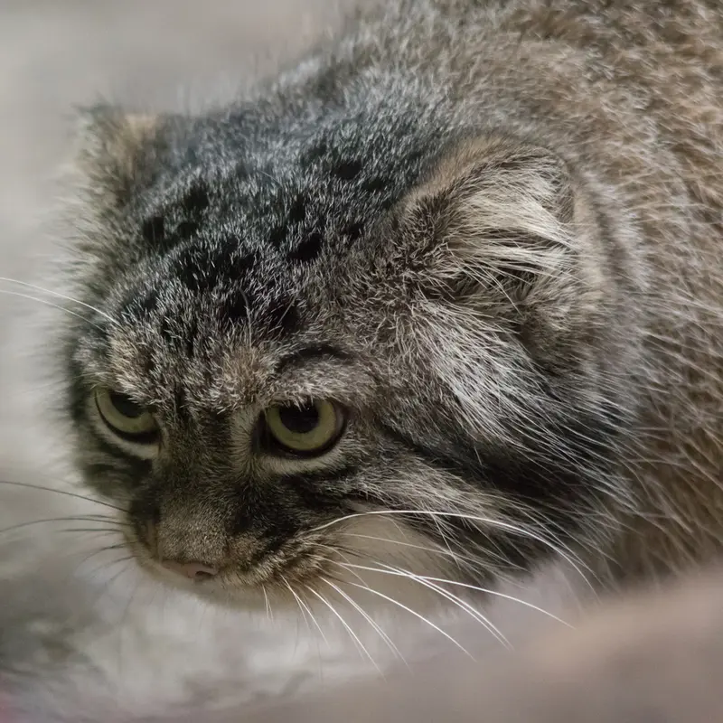 A photograph of Shafran in Ueno Zoological Gardens