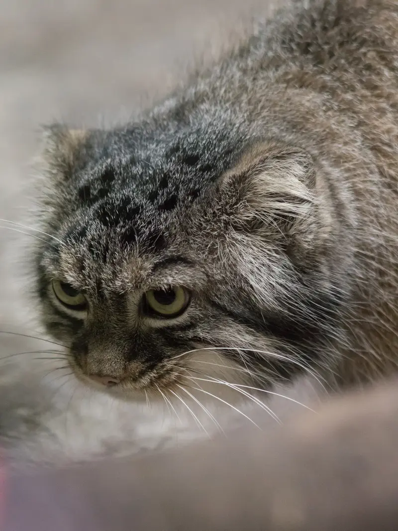 A photograph of Shafran in Ueno Zoological Gardens
