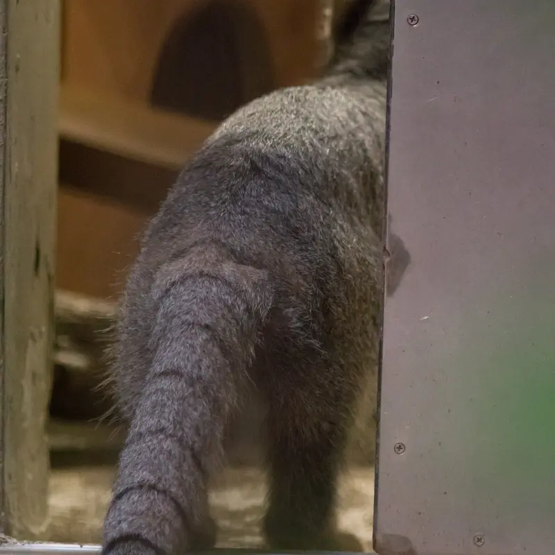 A photograph of Figa in Nogeyama Zoo