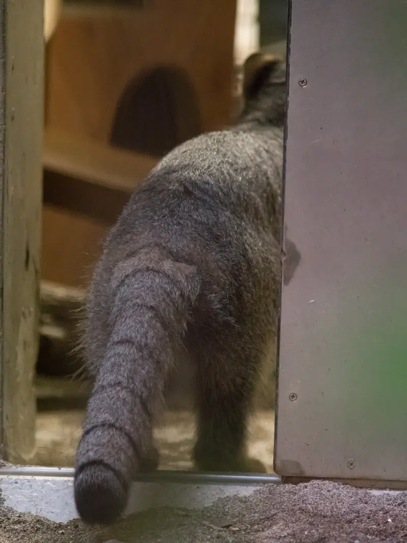 A photograph of Figa in Nogeyama Zoo