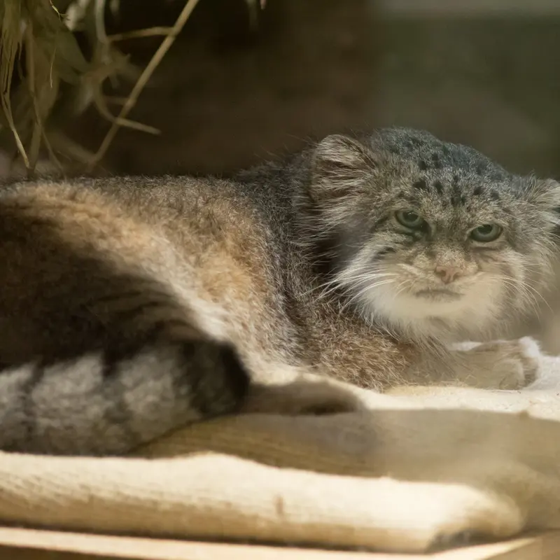 A photograph of Klyon in Ueno Zoological Gardens