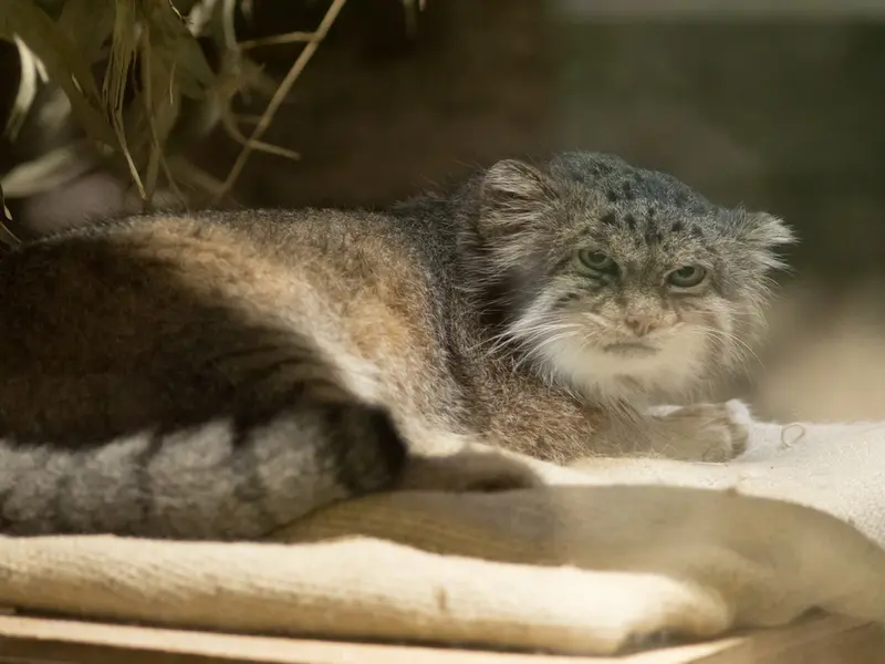 A photograph of Klyon in Ueno Zoological Gardens