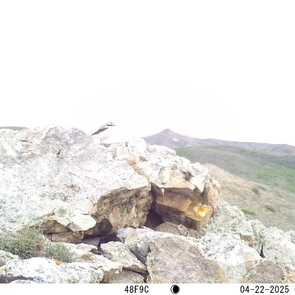 A photograph of Pika from Besshoky 1 camera trap