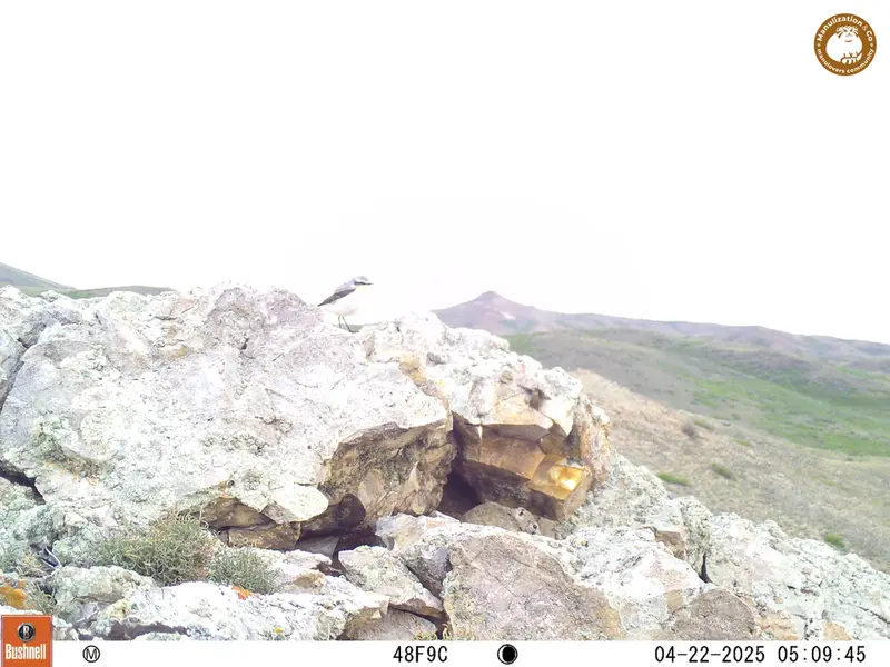 A photograph of Pika from Besshoky 1 camera trap