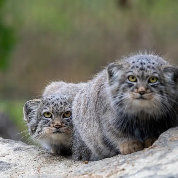 A photograph of Kharaa and Altai in Port Lympne Wild Animal Park