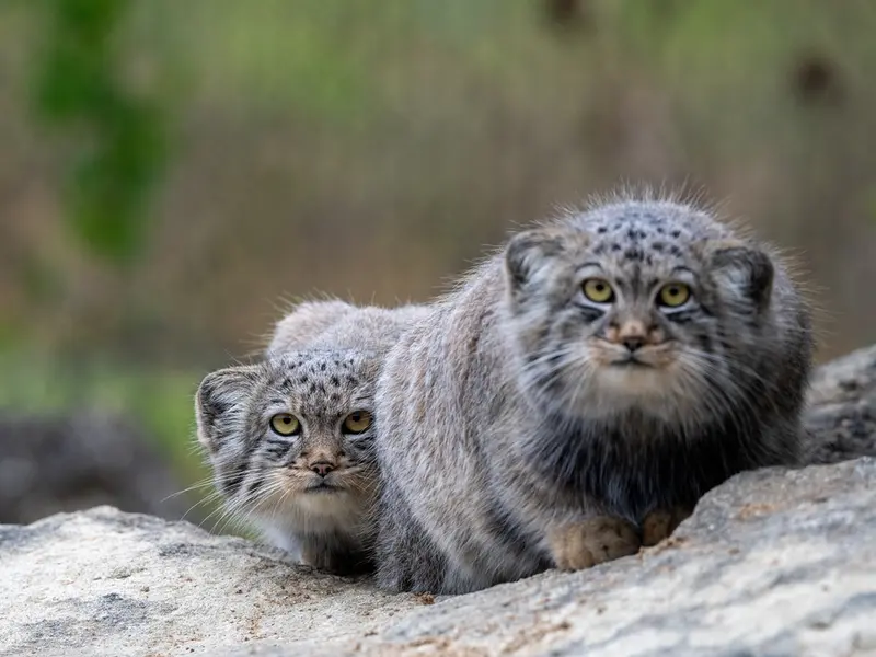 A photograph of Kharaa and Altai in Port Lympne Wild Animal Park
