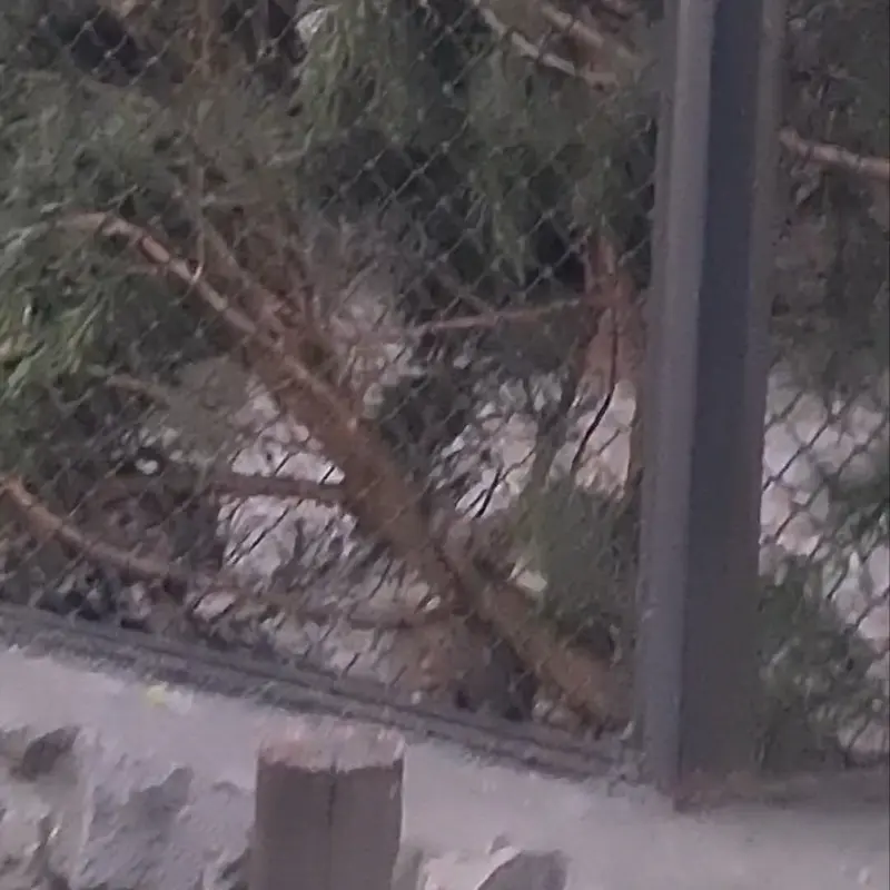 A photograph of a Pallas's cat in Novosibirsk Zoo