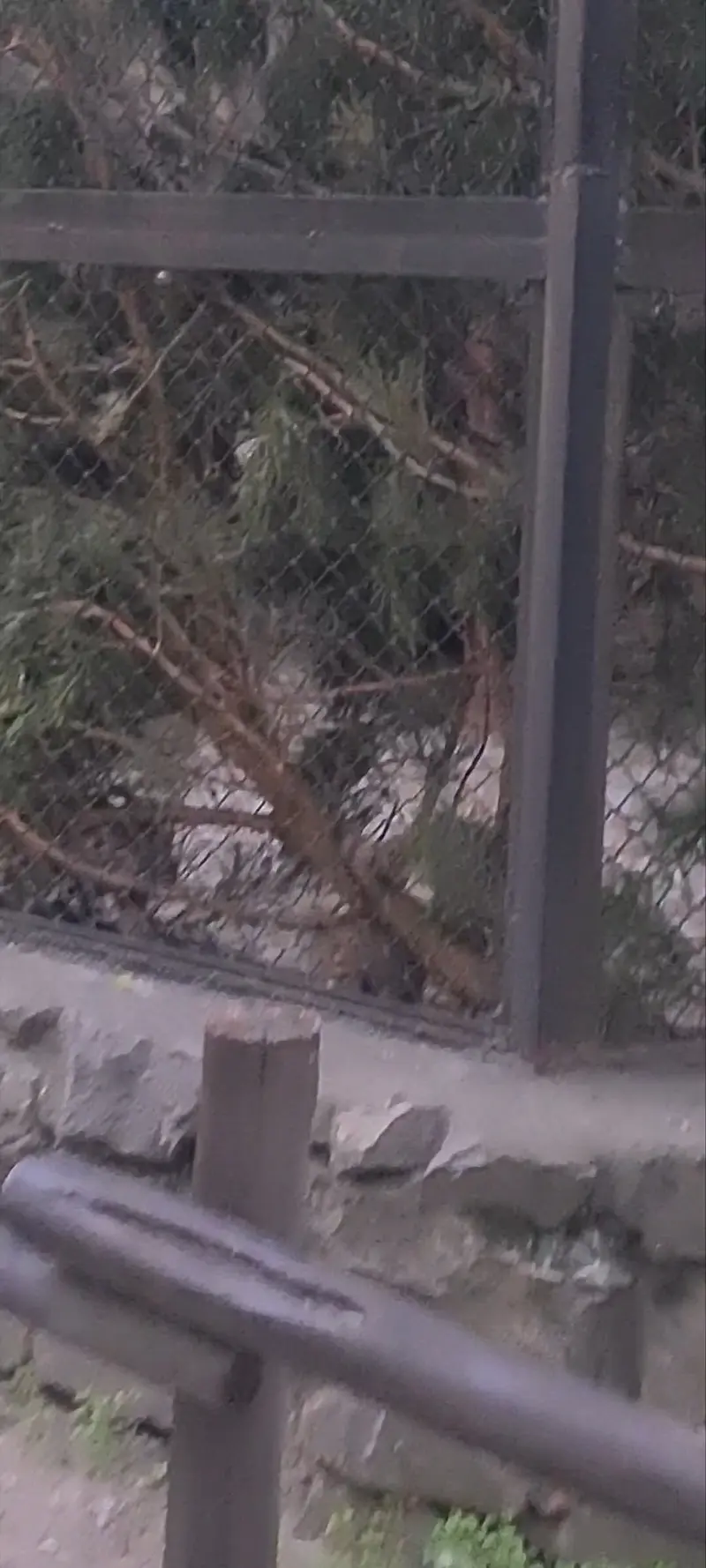 A photograph of a Pallas's cat in Novosibirsk Zoo