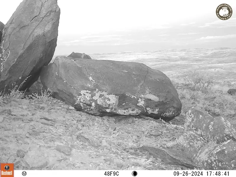A photograph of Kazakh pika from Koshkar camera trap