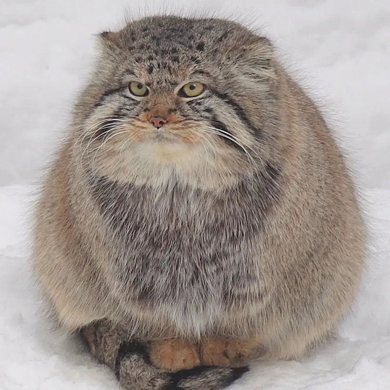 A photograph of Son of Eve 2024 Ⅱ in Novosibirsk Zoo
