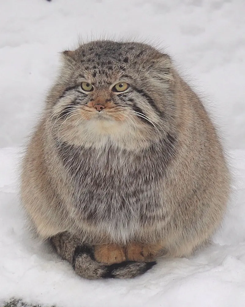 A photograph of Son of Eve 2024 Ⅱ in Novosibirsk Zoo