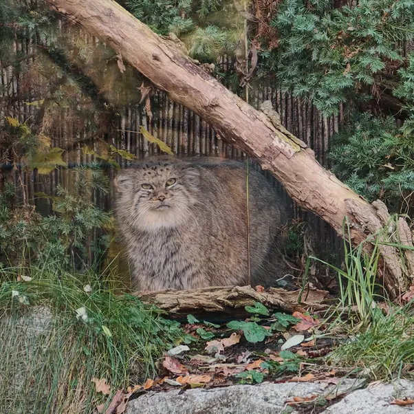 A photograph of Zarina in Wrocław Zoo