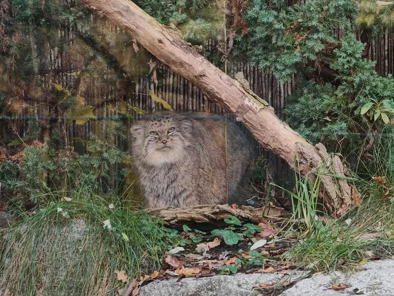 A photograph of Zarina in Wrocław Zoo