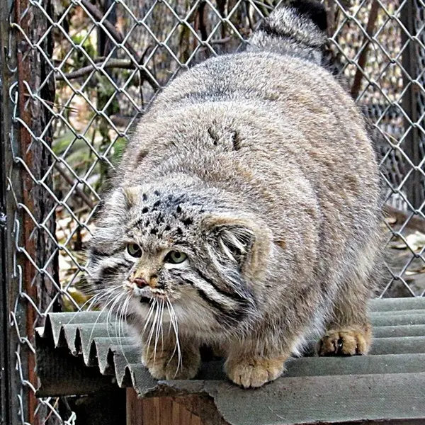 A photograph of a Pallas's cat in Novosibirsk Zoo