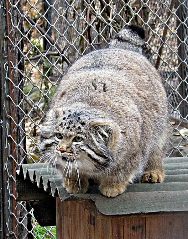 A photograph of a Pallas's cat in Novosibirsk Zoo