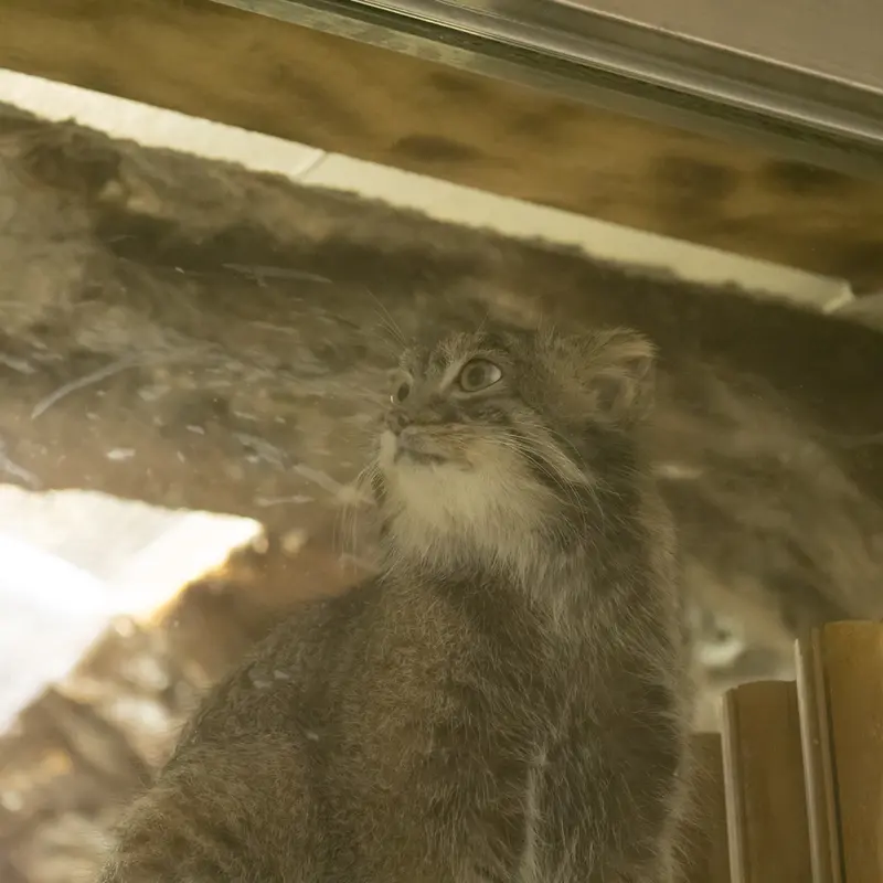 A photograph of Figa in Ueno Zoological Gardens