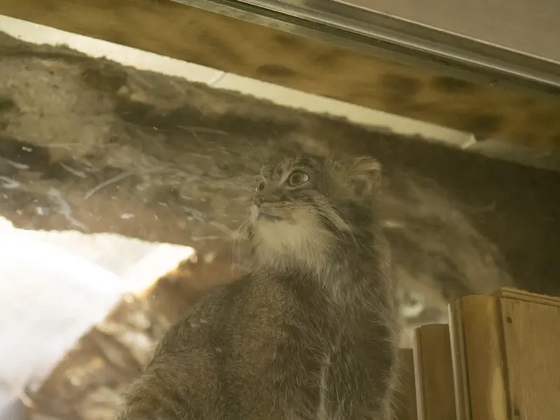A photograph of Figa in Ueno Zoological Gardens