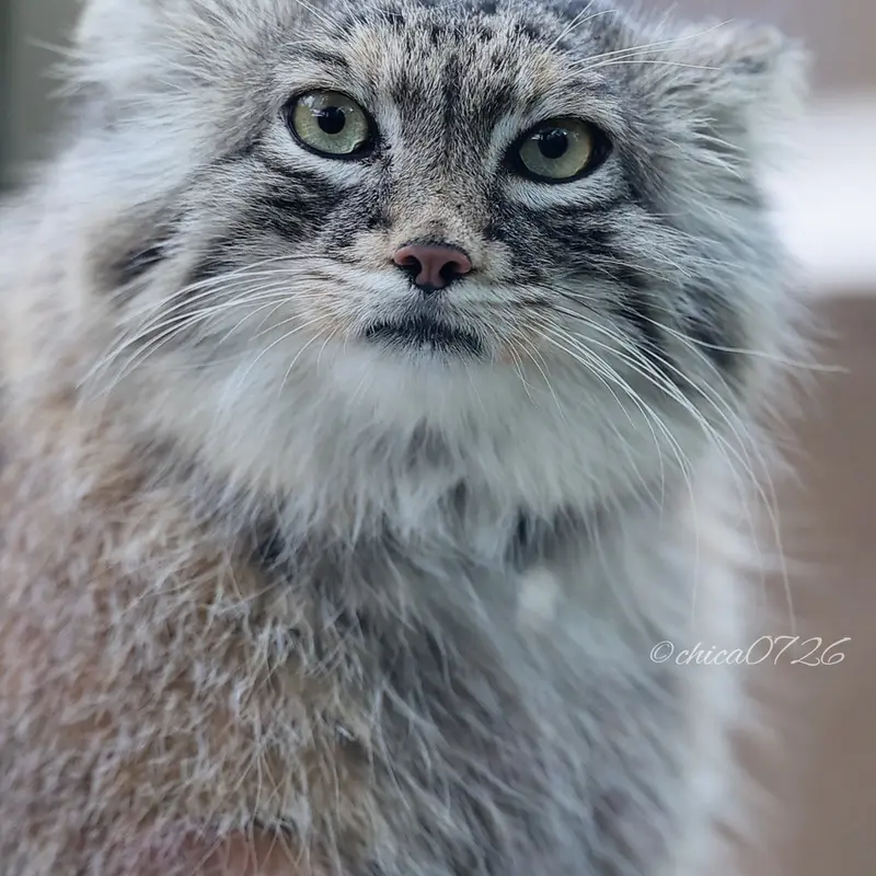 A photograph of Oliva in Saitama Children's Zoo