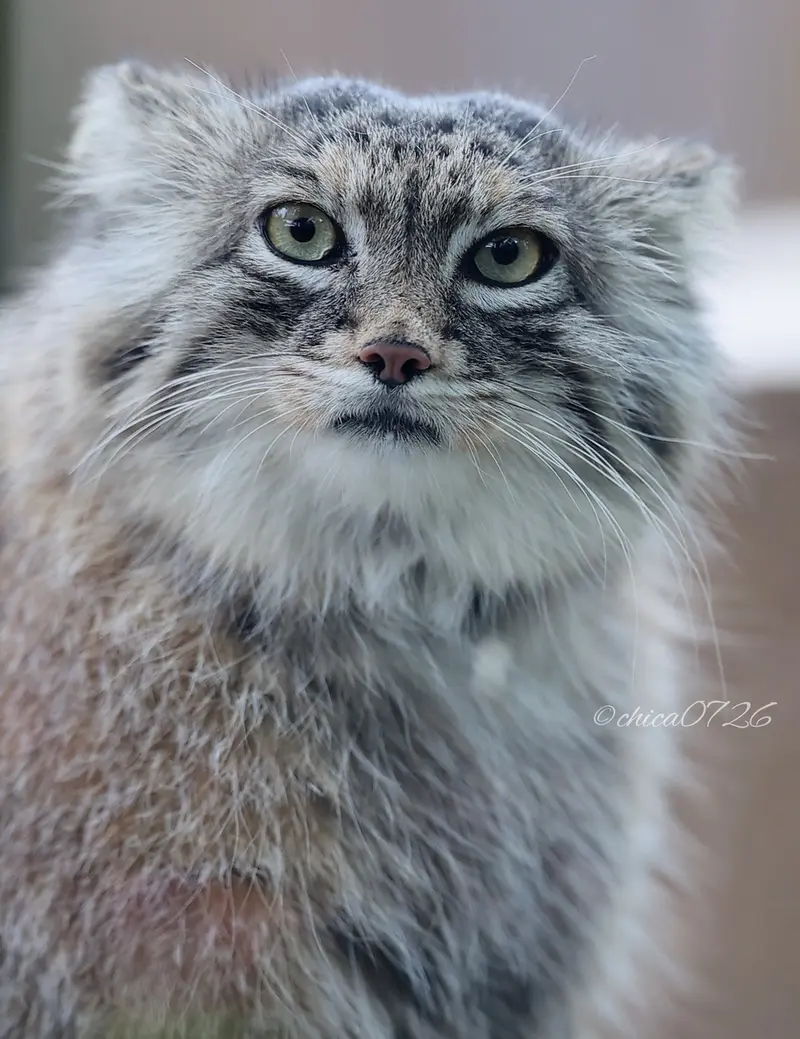 A photograph of Oliva in Saitama Children's Zoo