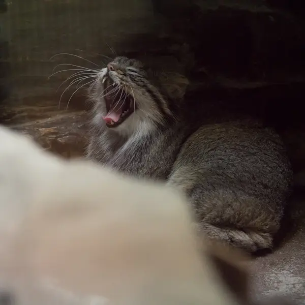 A photograph of Figa in Ueno Zoological Gardens