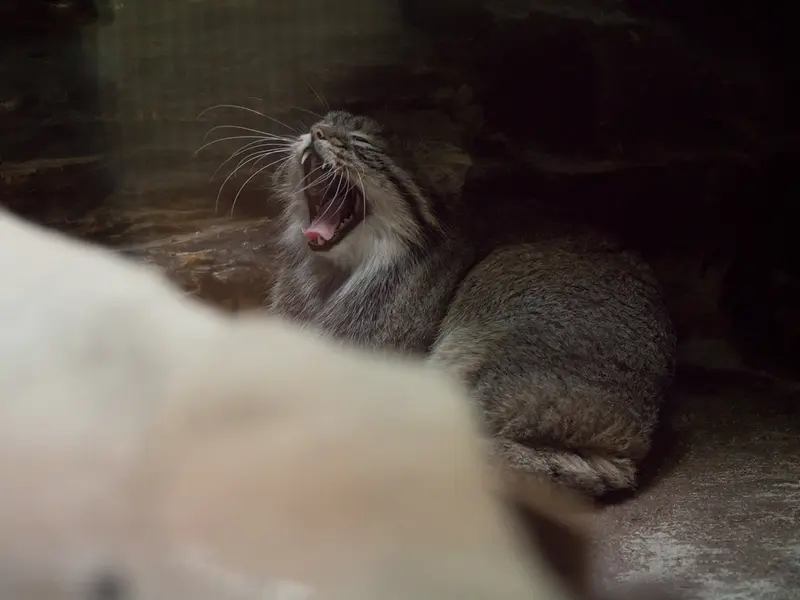 A photograph of Figa in Ueno Zoological Gardens