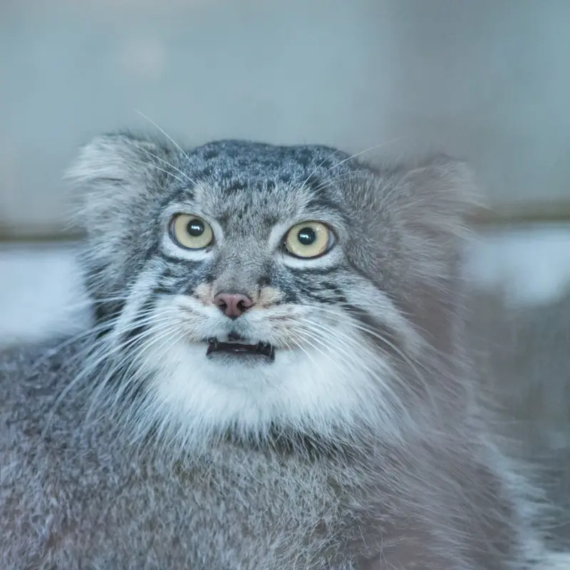 A photograph of Figa in Nogeyama Zoo