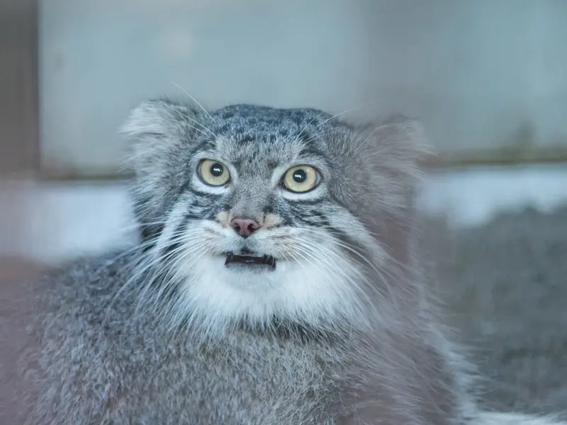 A photograph of Figa in Nogeyama Zoo