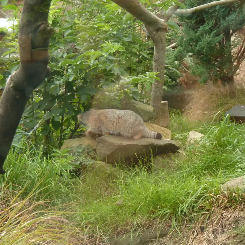 A photograph of Akiko in Edinburgh Zoo
