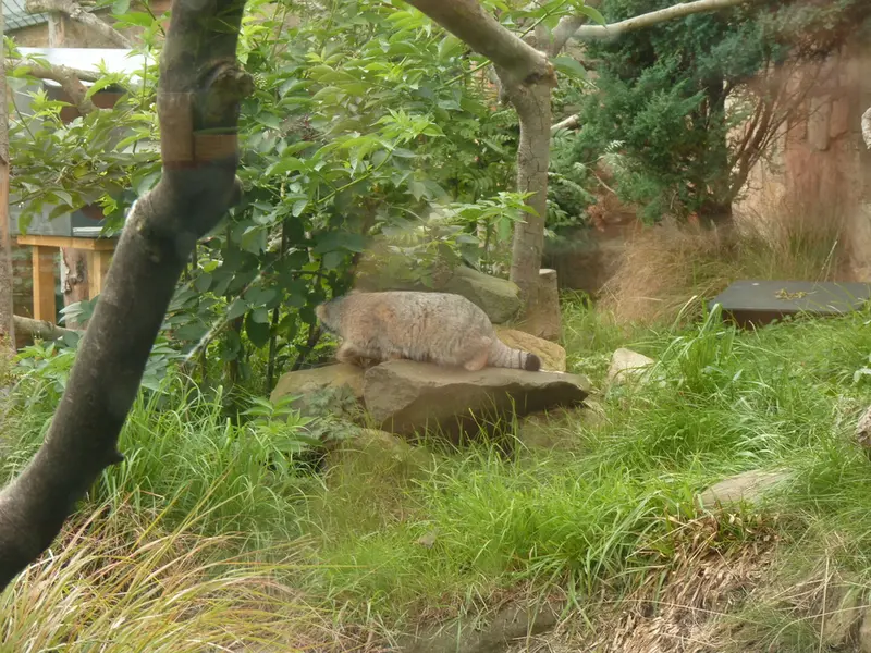 A photograph of Akiko in Edinburgh Zoo