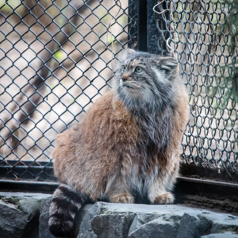 A photograph of Lastochka in Novosibirsk Zoo