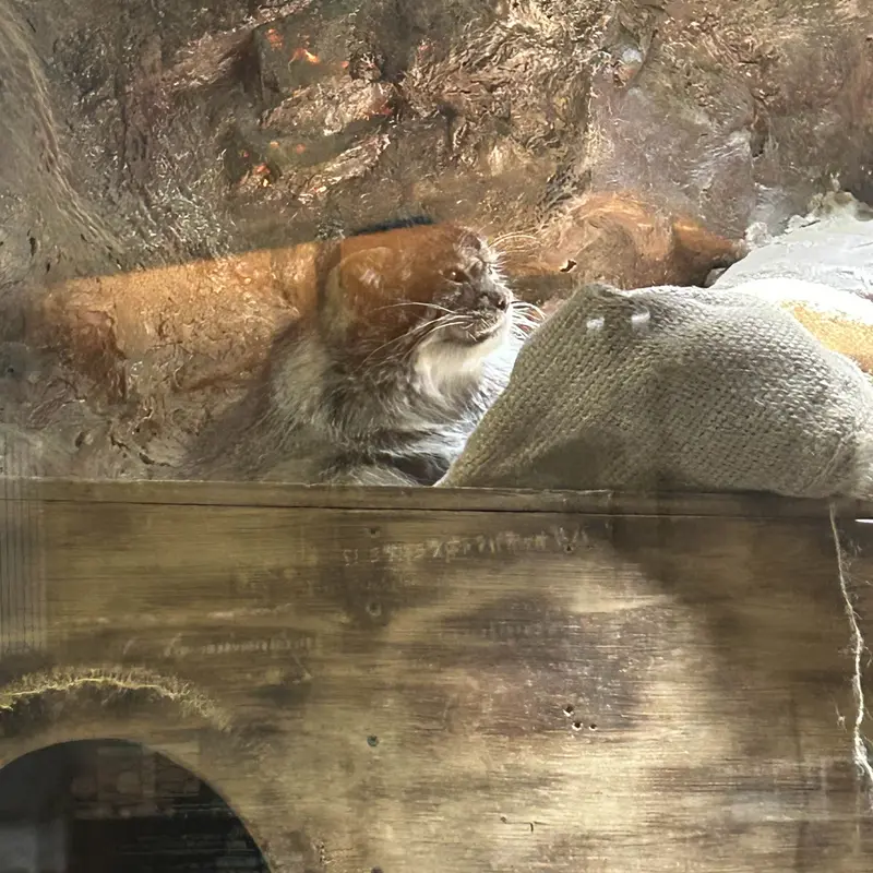 A photograph of Primula in Ueno Zoological Gardens